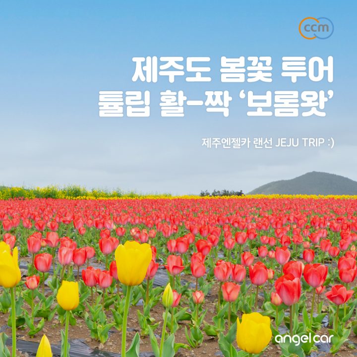 4월 제주 가볼만한곳 :: 튤립 & 유채꽃 만발한 보롬왓