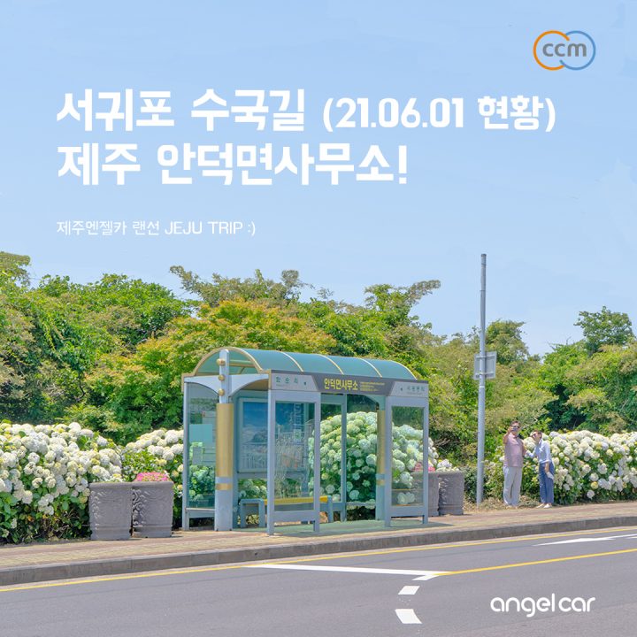 서귀포 수국길 :: 입장료 없이 볼 수 있는 '제주 안덕면사무소' (06.01 개화 현황)