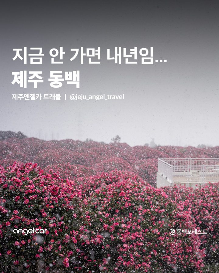 제주 동백 필수 코스