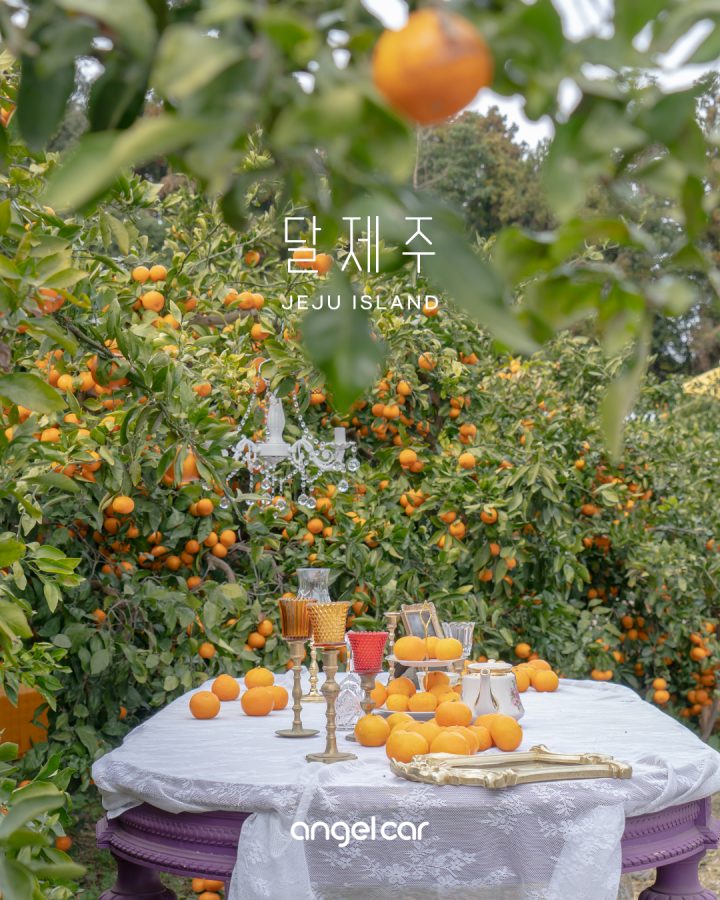 NEW! 서귀포 감귤체험 :: 달제주 (feat. 감성 가득 포토존)